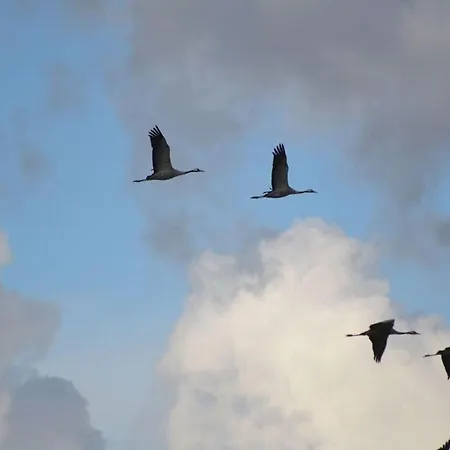 Uitzicht Op De Kraanvogel Σπίτι διακοπών